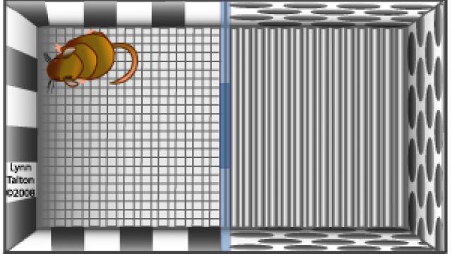  conditioned place preference - cpp